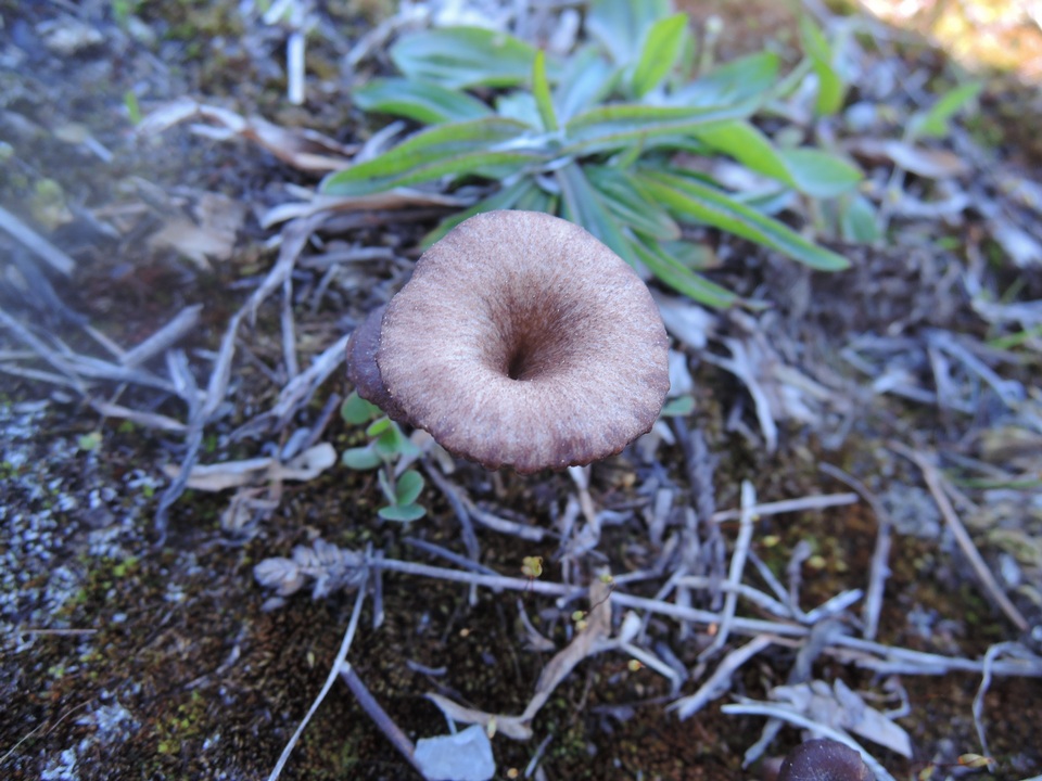 Arrhenia hohensis image