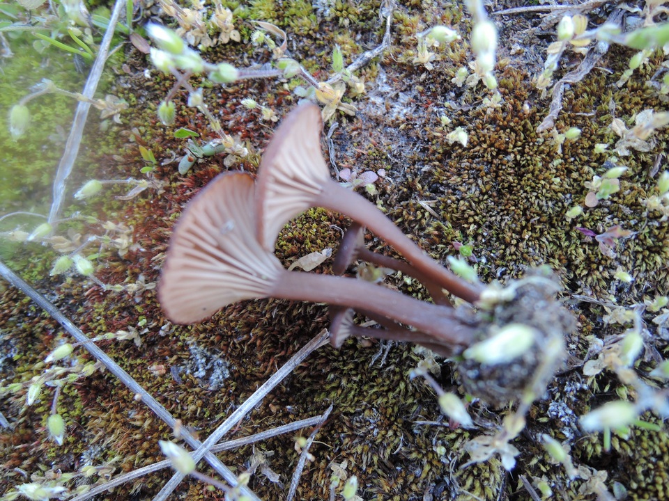 Arrhenia hohensis image