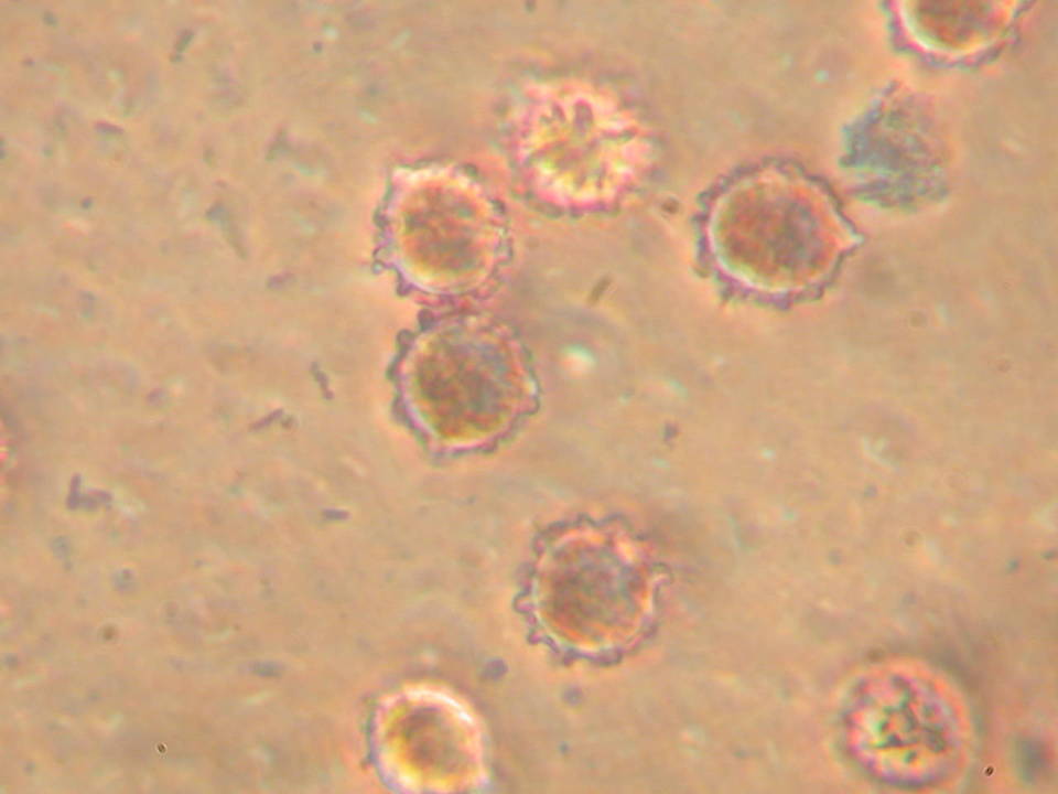 Macowanites nauseosus image