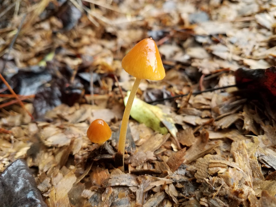 Conocybe aurea image