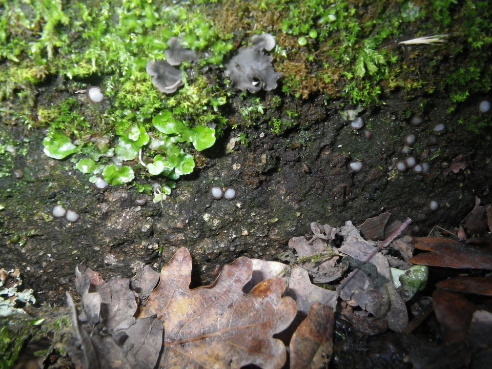 Trichophaea woolhopeia image