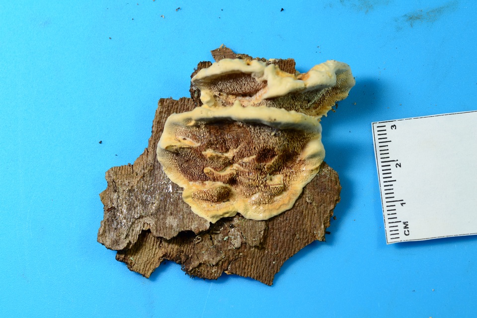 Steccherinum subrawakense image