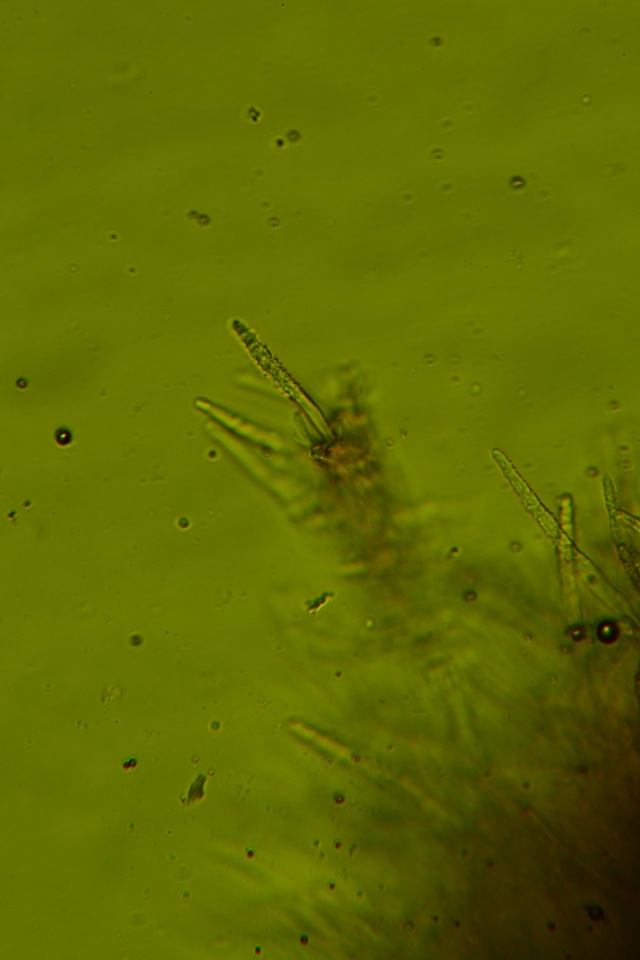 Amylostereum chailletii image
