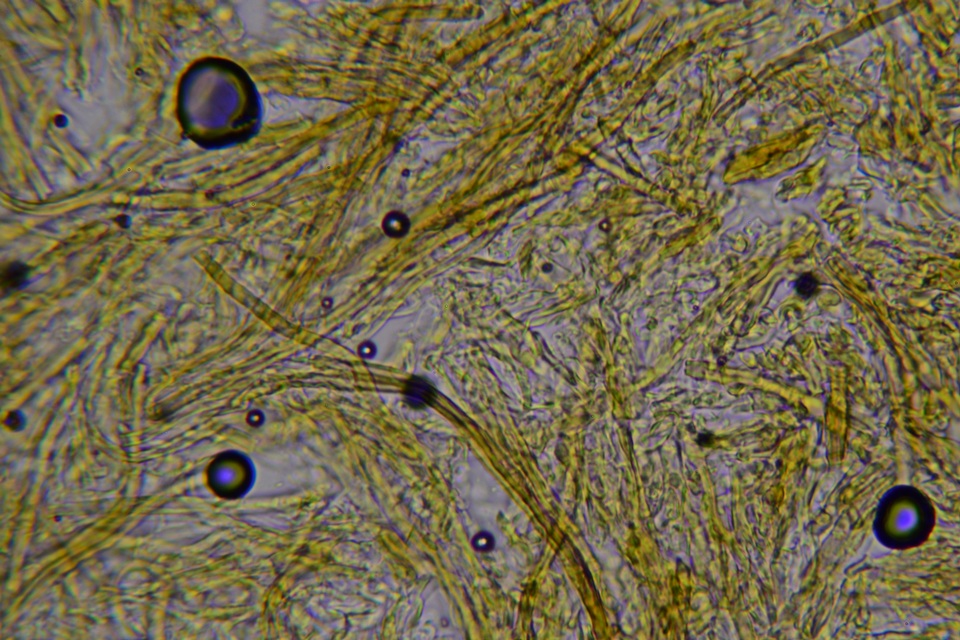 Amylostereum chailletii image