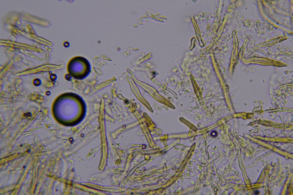 Amylostereum chailletii image