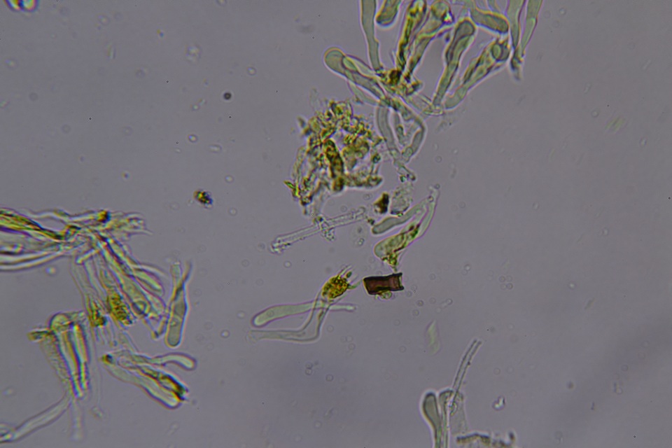 Hydnocristella himantia image