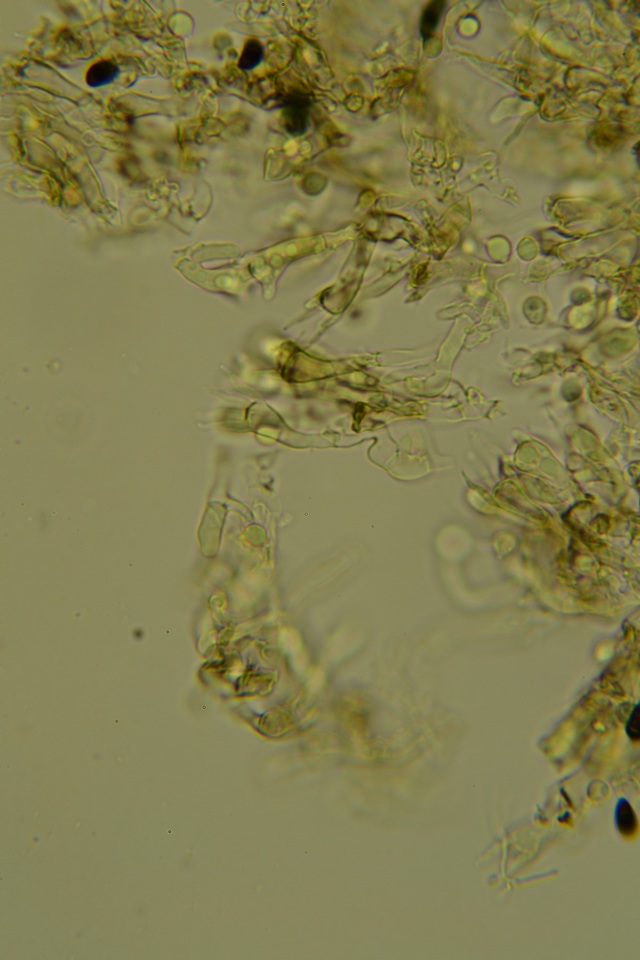 Scotomyces subviolaceus image