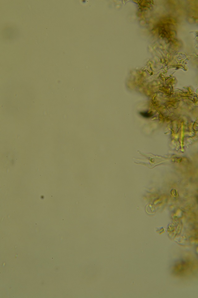 Scotomyces subviolaceus image