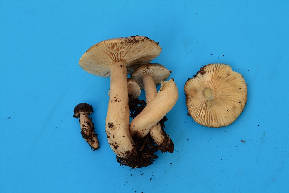 Lactarius kauffmanii var. kauffmanii image
