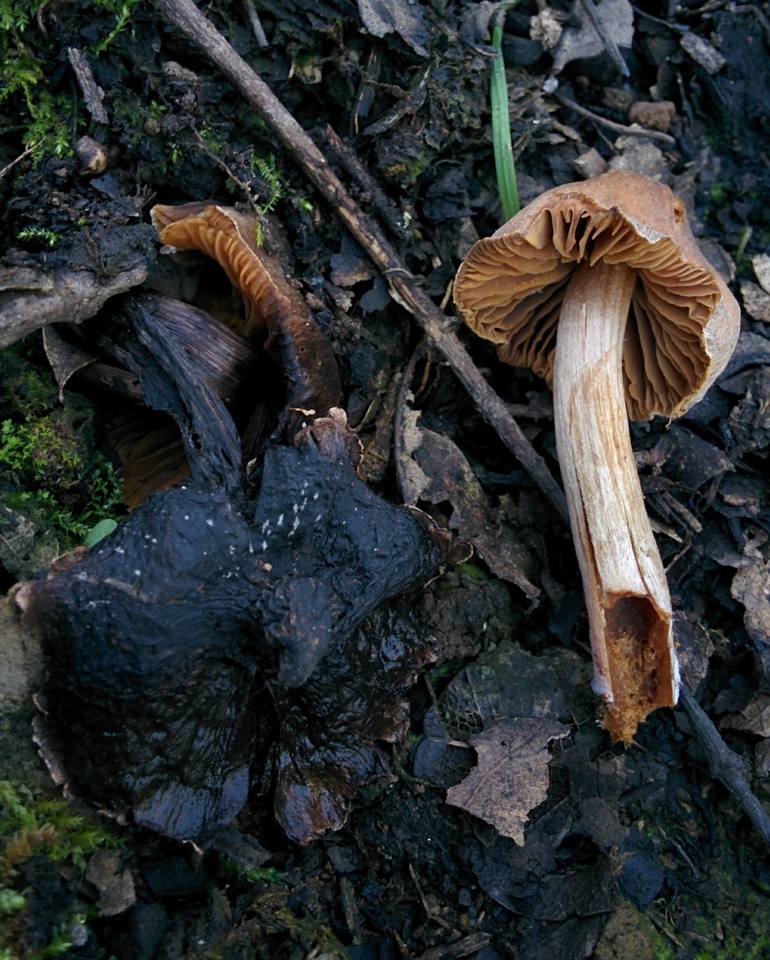 Cortinarius fuscodiscus image