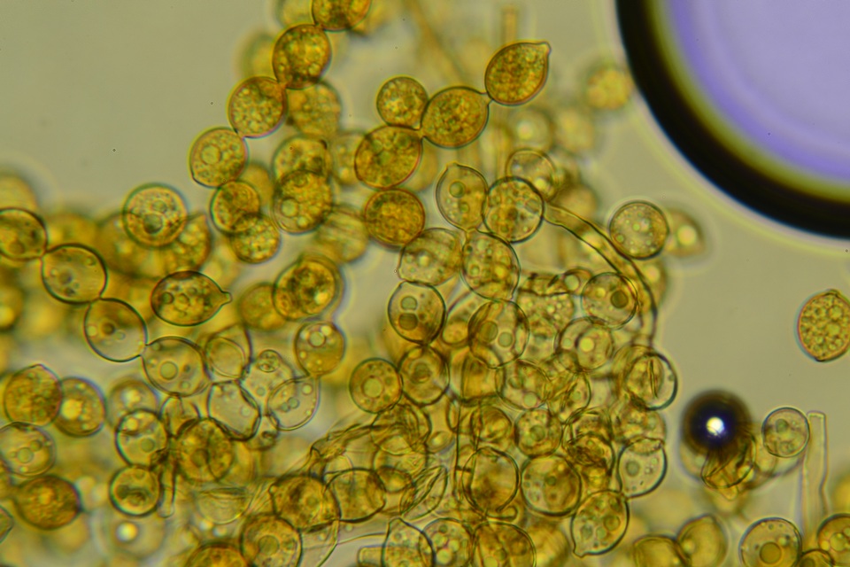 Botryobasidium simile image