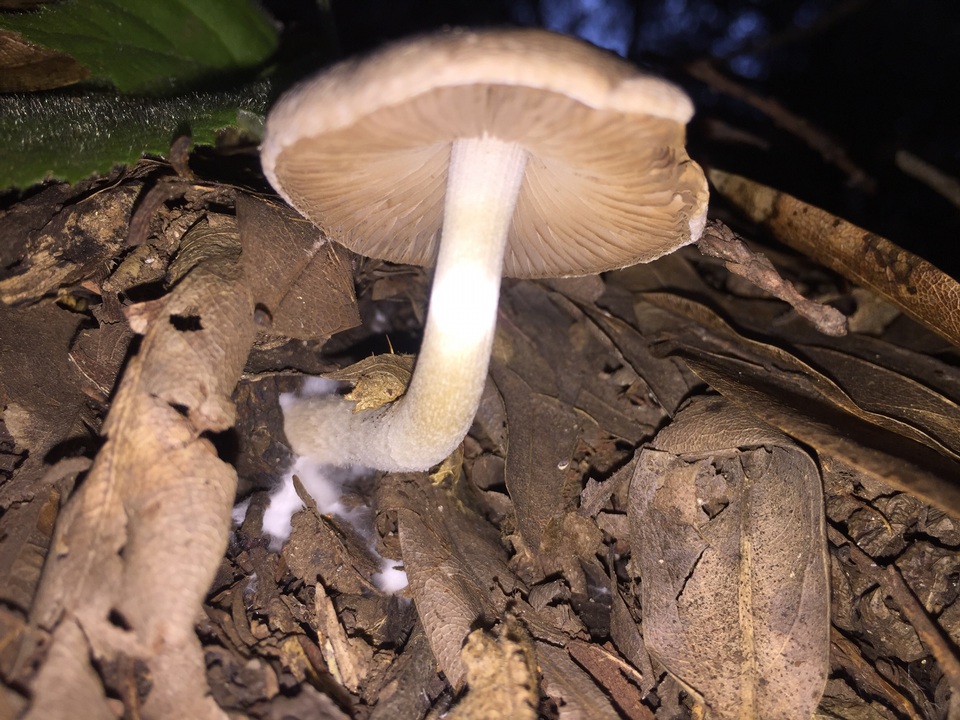 Coprinopsis uliginicola image
