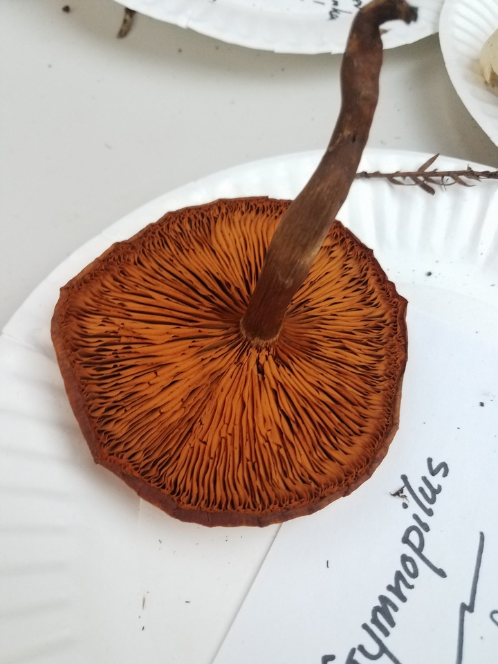 Gymnopilus suberis image