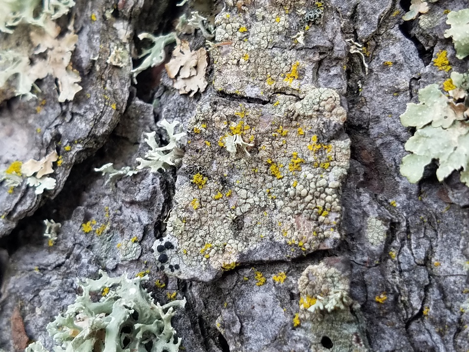 Lecanora confusa image