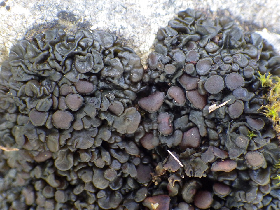 Collema tenax var. tenax image