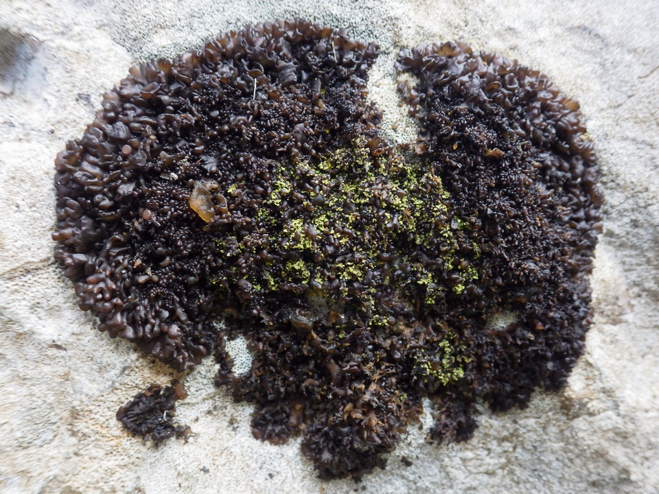Leptogium schraderi image