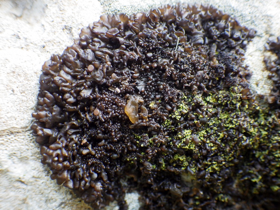 Leptogium schraderi image
