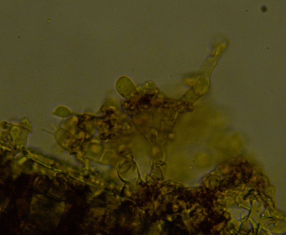 Botryobasidium candicans image