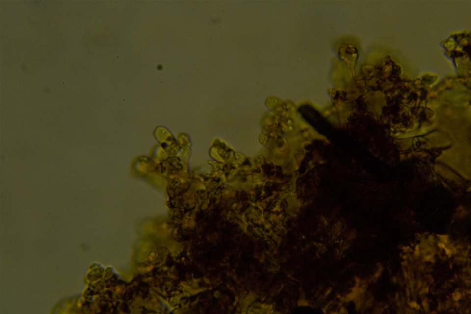 Botryobasidium candicans image
