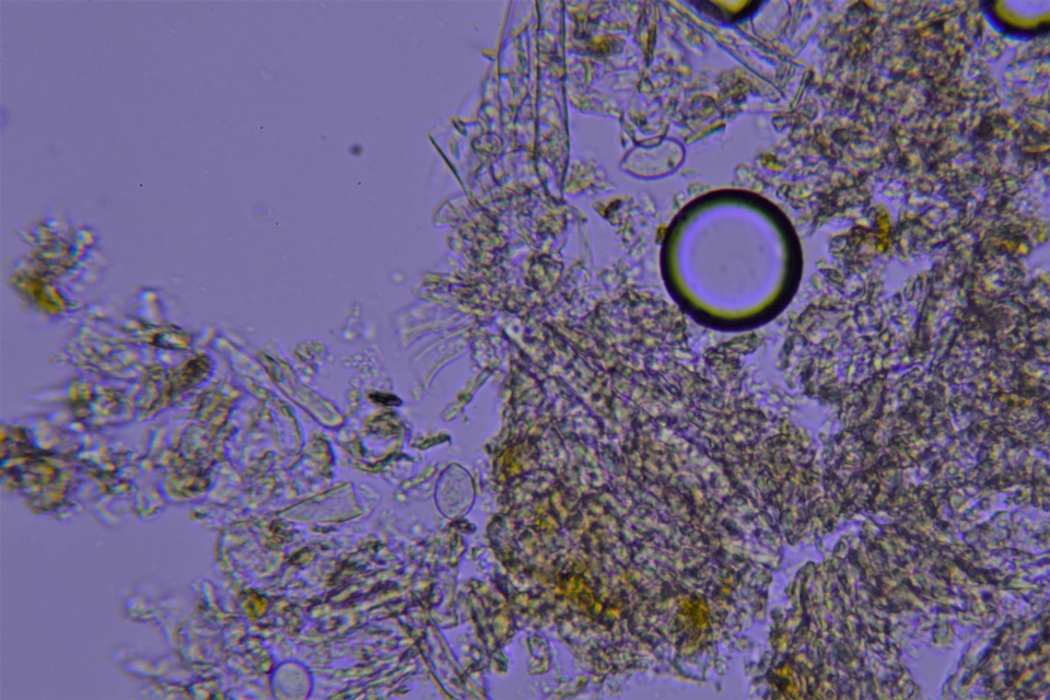 Botryobasidium candicans image