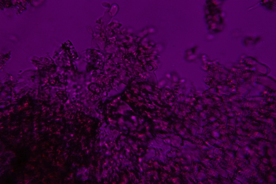 Botryobasidium candicans image