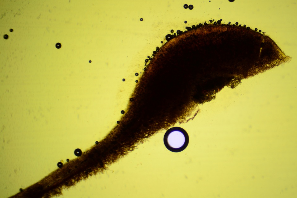 Scytinostroma protrusum image