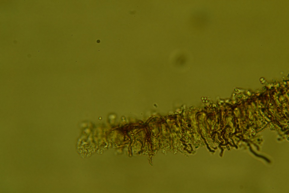 Scytinostroma protrusum image
