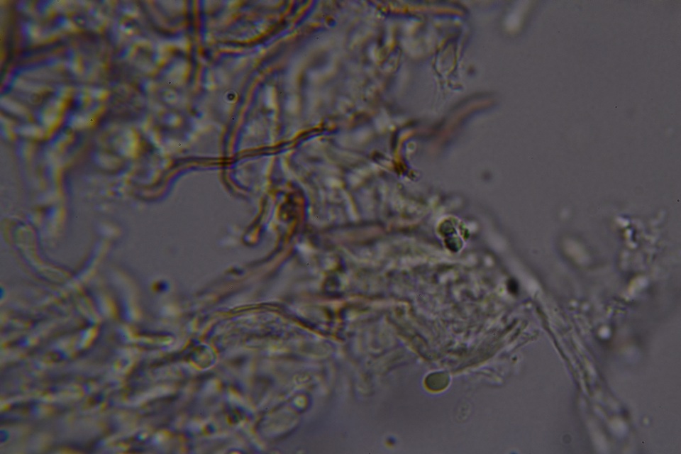 Scytinostroma protrusum image