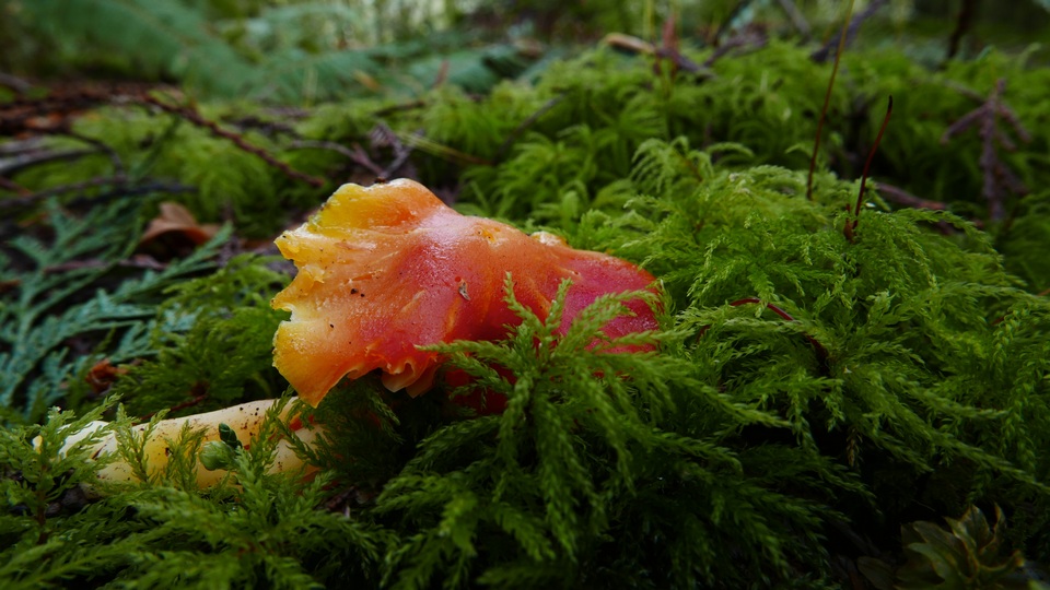 Hygrocybe quieta image