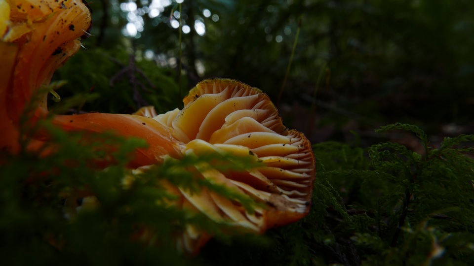 Hygrocybe quieta image