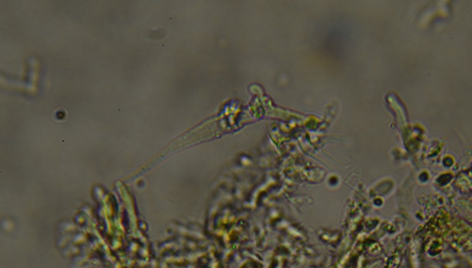 Phlebia ludoviciana image