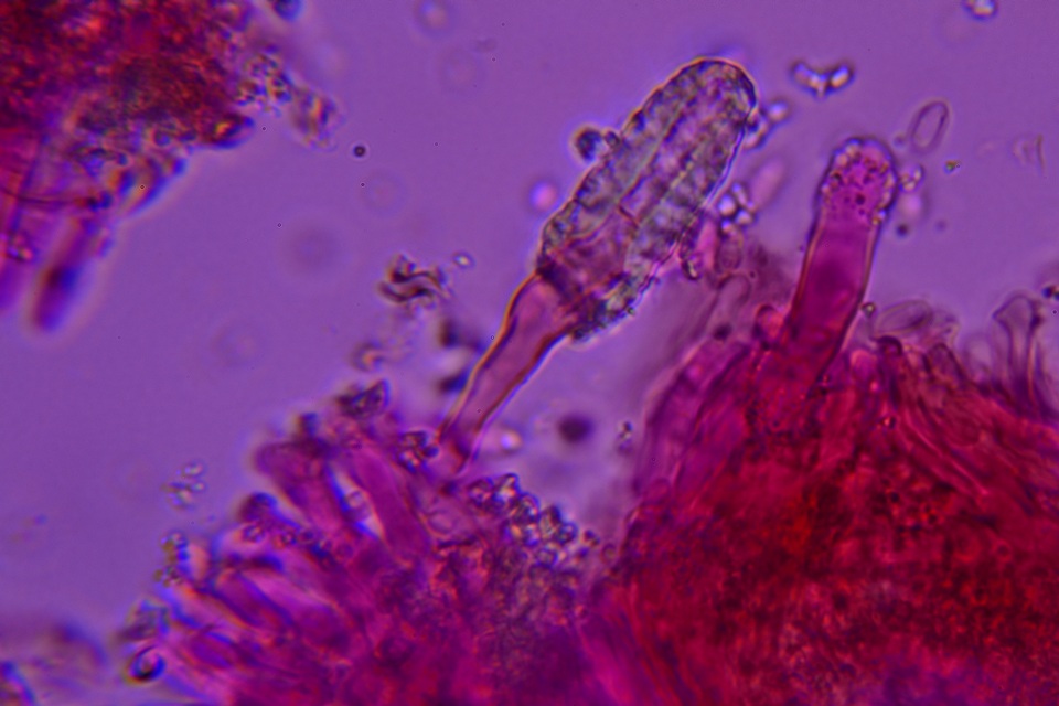 Phlebia ludoviciana image