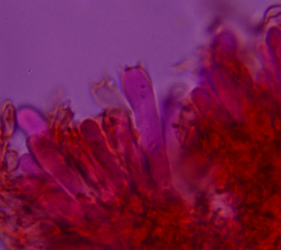 Phlebia ludoviciana image