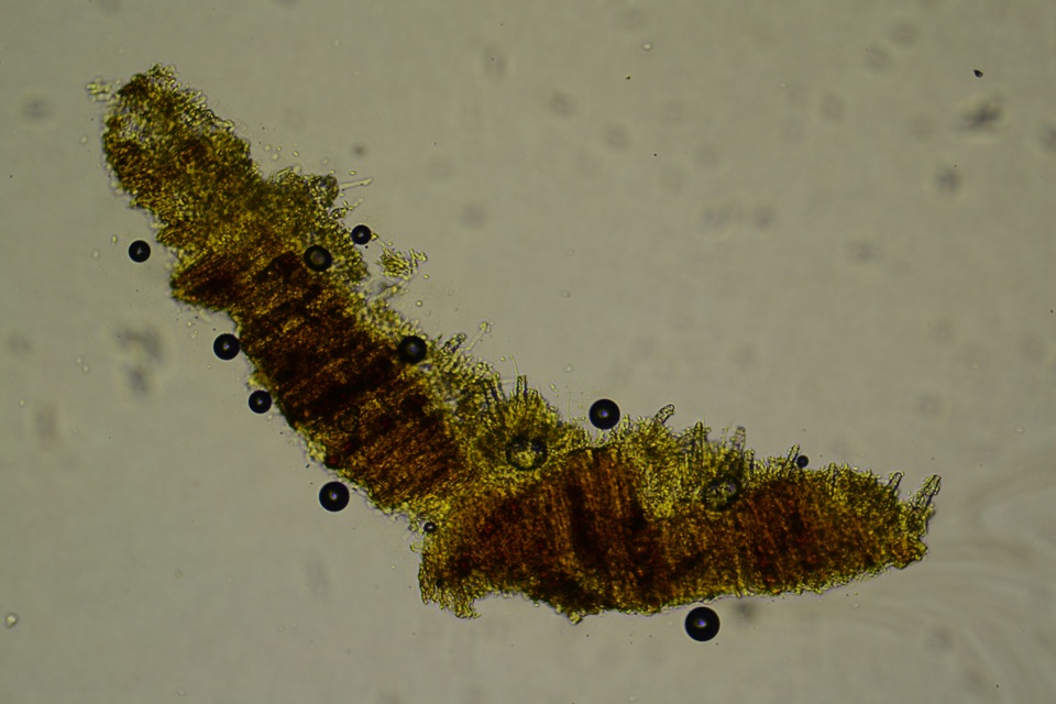 Phlebia ludoviciana image