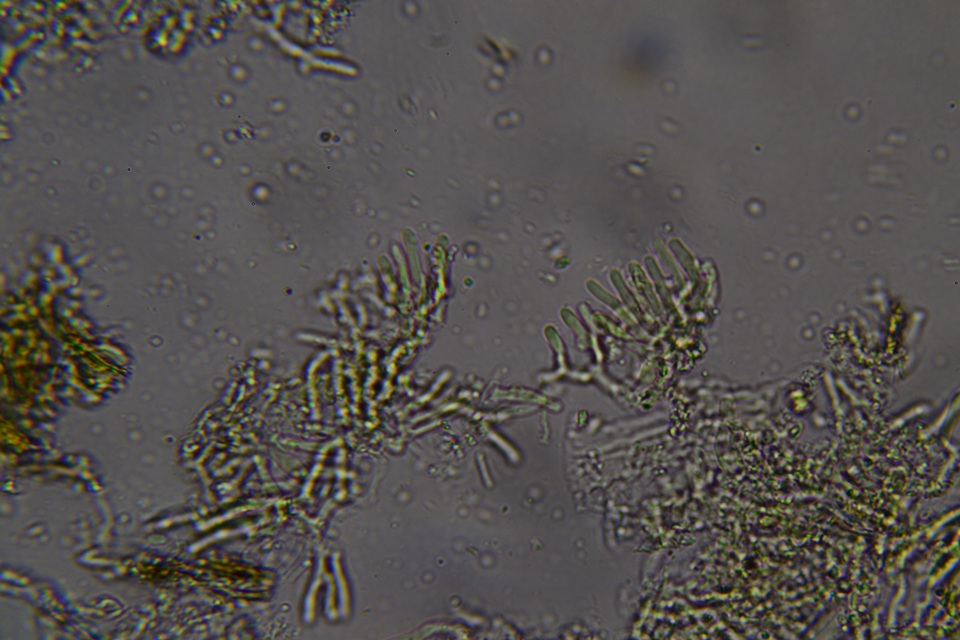 Phlebia ludoviciana image