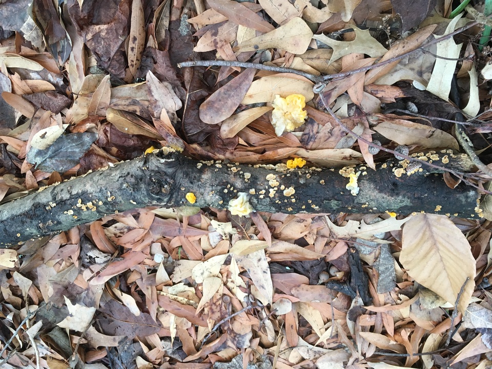 Naematelia aurantia image