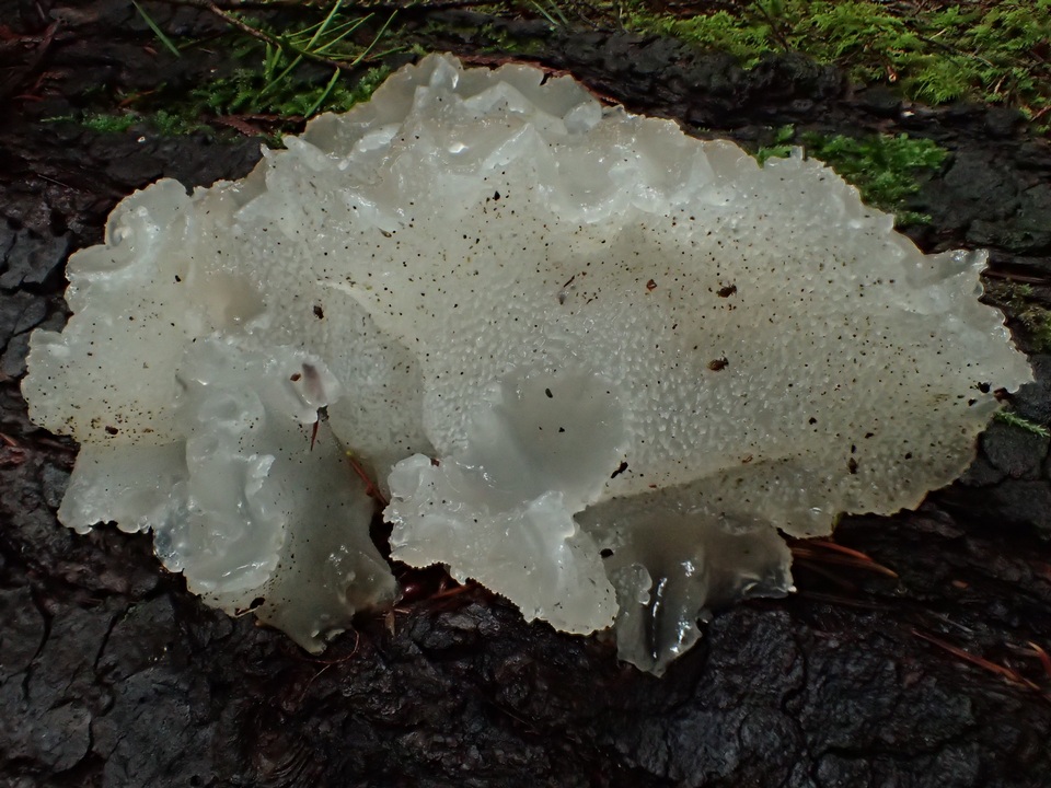 Pseudohydnum gelatinosum var. paucidentatum image