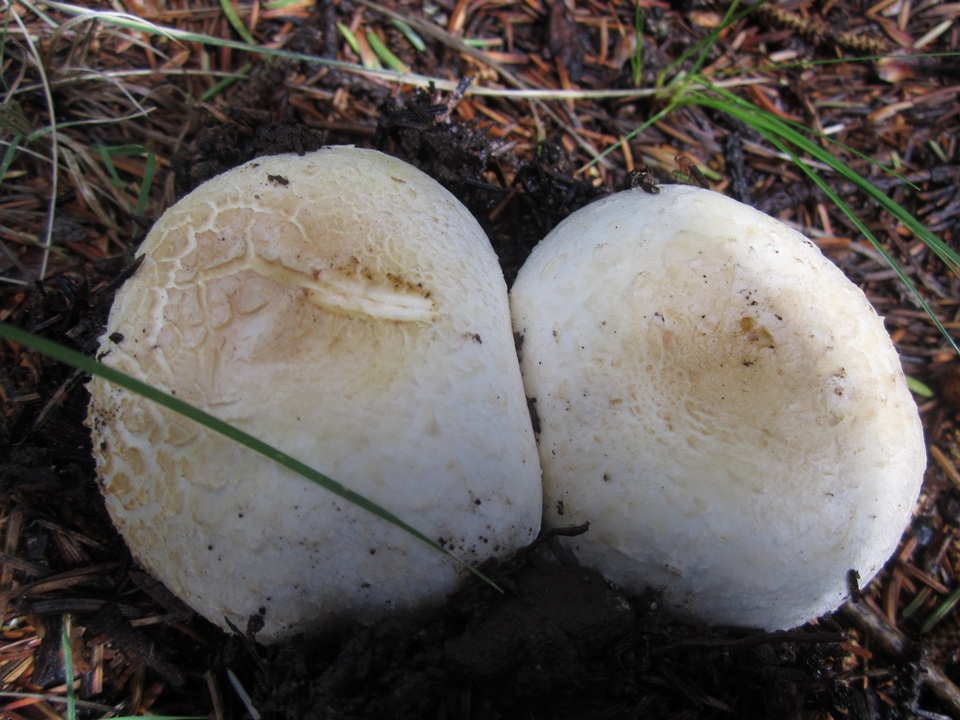 Agaricus didymus image