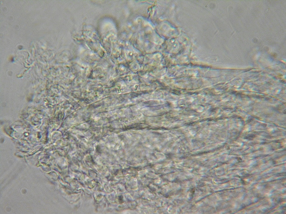 Mycena supina image