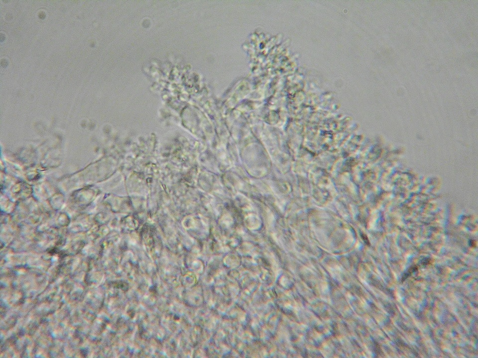Mycena supina image