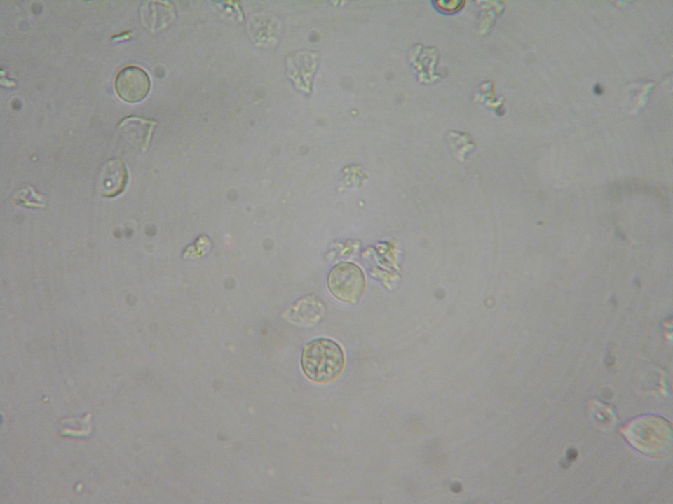 Mycena supina image