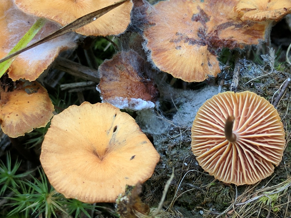 Xeromphalina cornui image