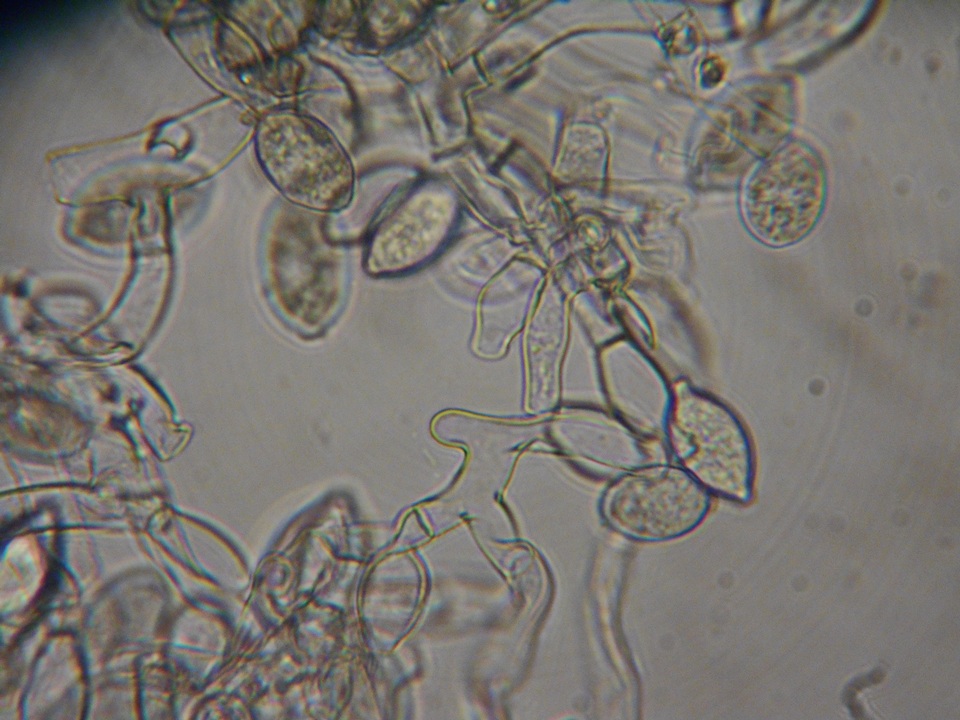 Botryobasidium conspersum image