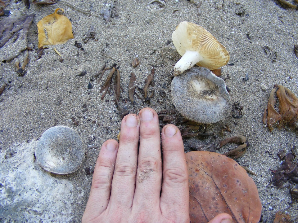 Russula cremeolilacina image