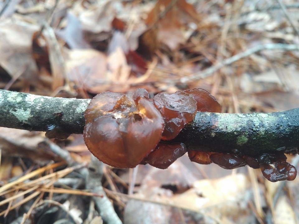 Exidia saccharina image
