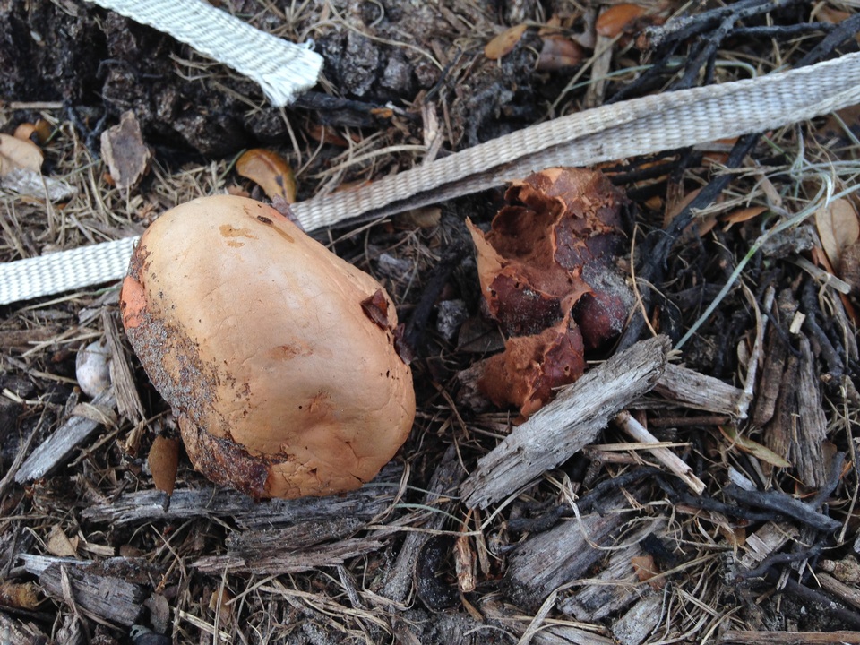 Calvatia bicolor image