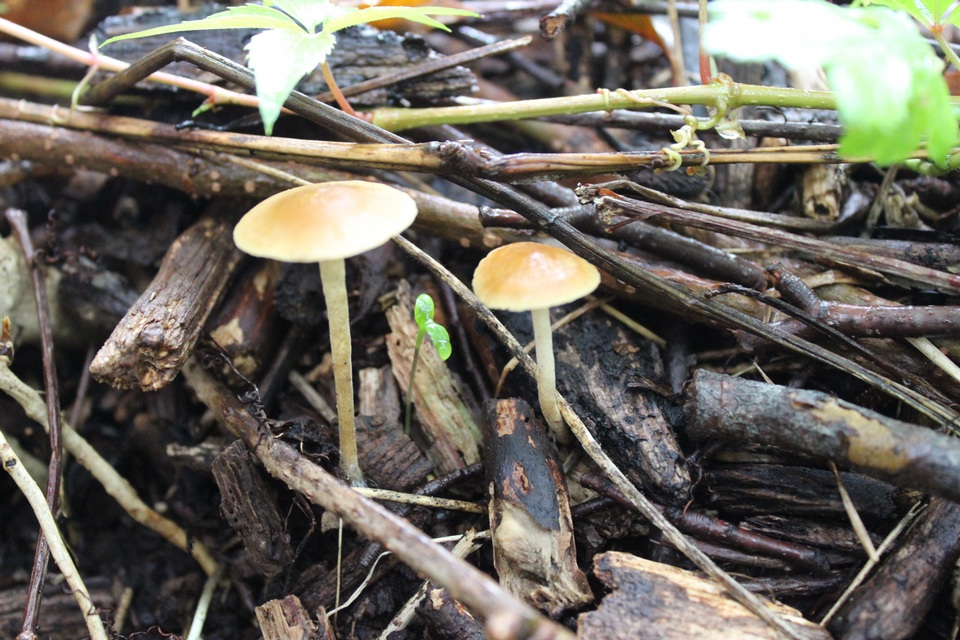 Agrocybe arvalis image