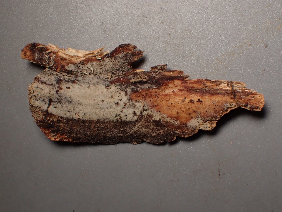 Hyphoderma subdefinitum image
