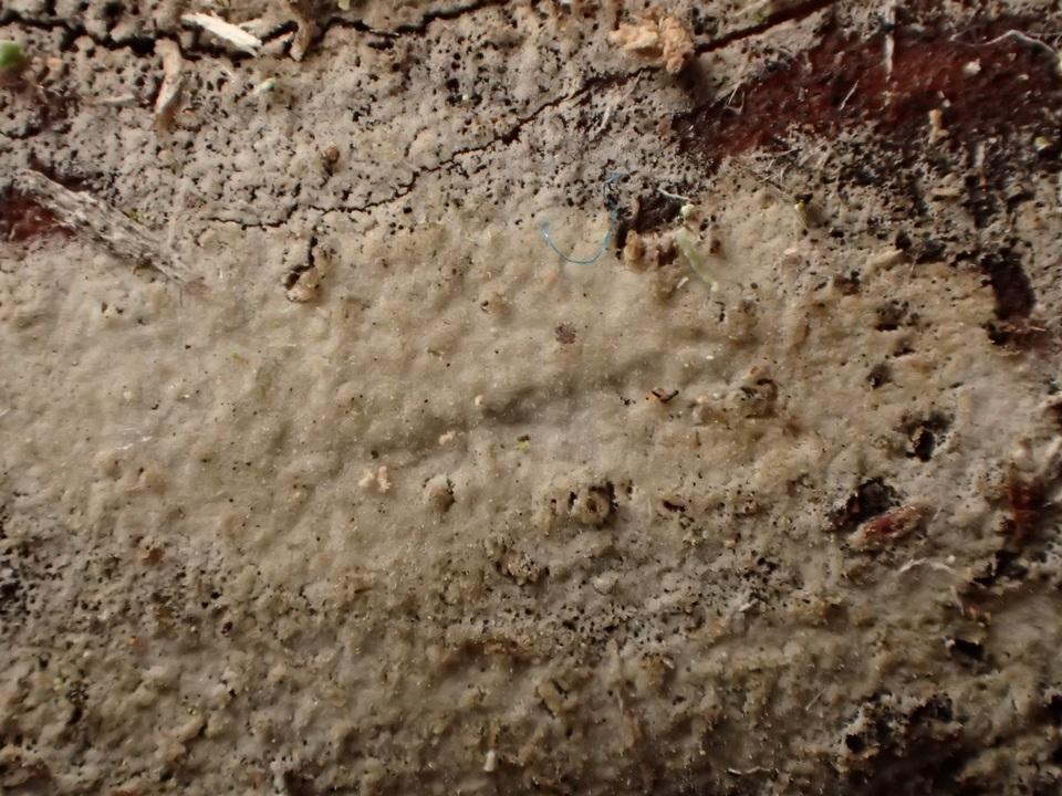 Hyphoderma subdefinitum image