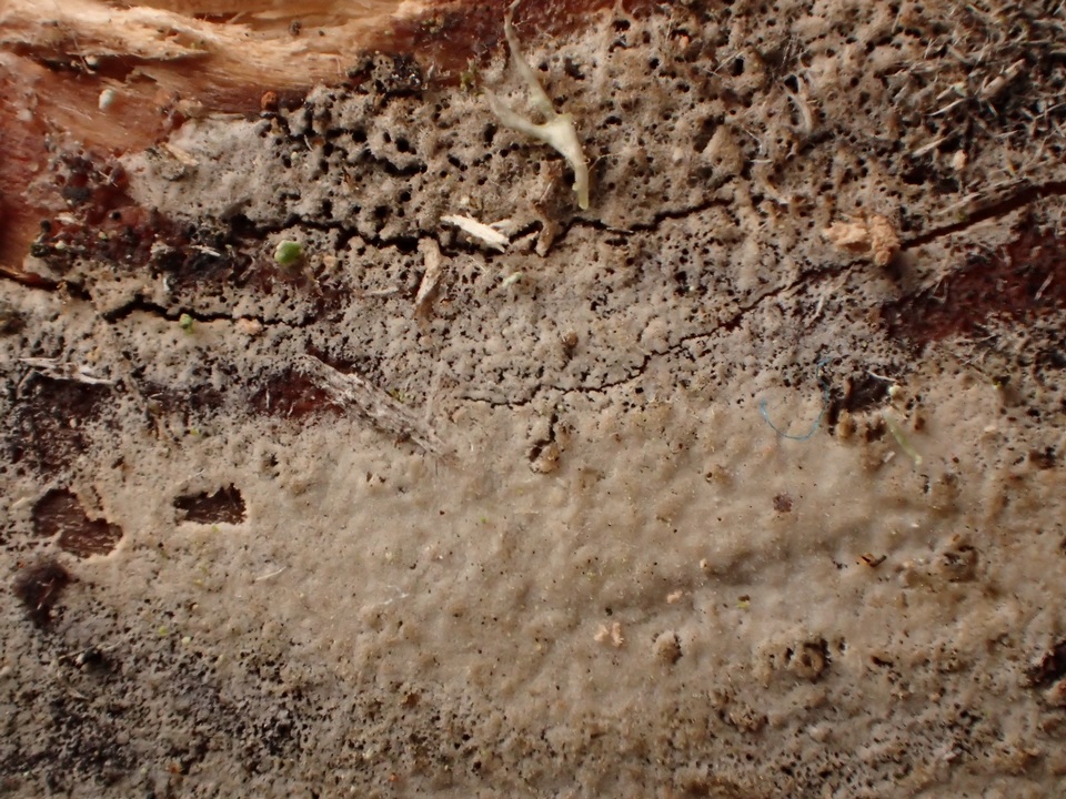Hyphoderma subdefinitum image